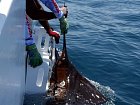 plachetnik - zdolana ryba pred pustenim