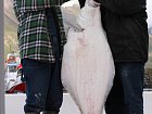 halibut 27 kg