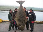 halibut 175 kg