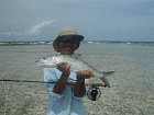 albula - bonefish