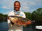 chnapal - snapper