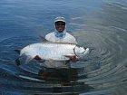 tarpon