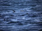 bonefish casto prozradi konecky ploutvi - tailing