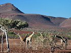 zirafy v podhorske savane severni Namibie