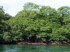 mangrovy na pobrezi