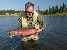losos cavyca - king salmon 78 cm uloveny na streamer