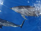 delfini u pobrezi poloostrova Nicoya