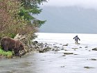 medvedi a rybari u reky Chilcoot nedaleko Haines
