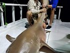 zralok rezavy - chuvicka (nurse shark)