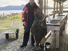 Larseng - halibut 160 cm, cca 50 kg