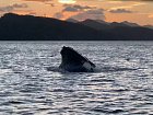 Lovící velryba (keporkak)