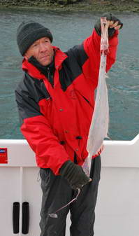 Trachipterus arcticus (Bandfisch, dealfish) - uloveno 1.5.2008 v zatoce u Sudureyri