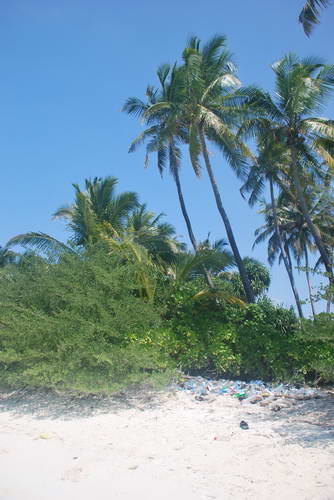 palmy na koralovem ostrove