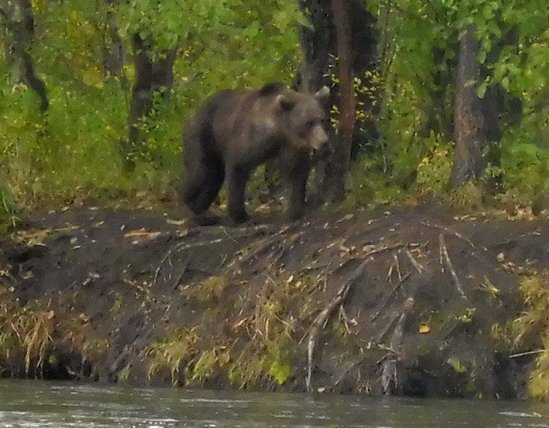 medved na brehu reky