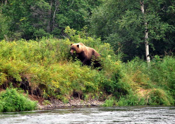 medved hnedy - grizzly dorusta na Kamcatce slusnych rozmeru