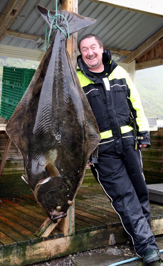 halibut 168 cm, 68 kg, zari