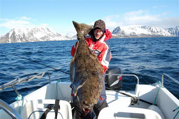 halibut 125 cm - Finnmark, kveten