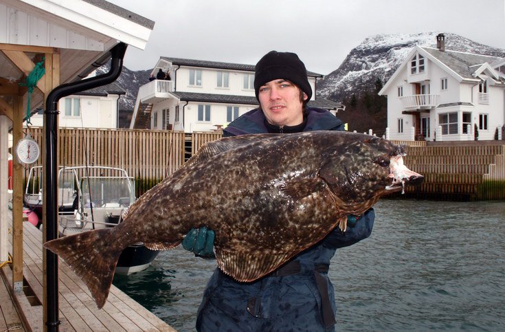 breznovy halibut 25 kg