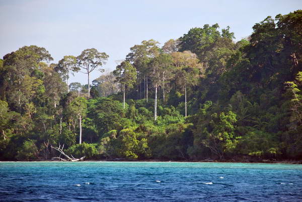 ostrovy jsou zpravidla pokryte pralesem