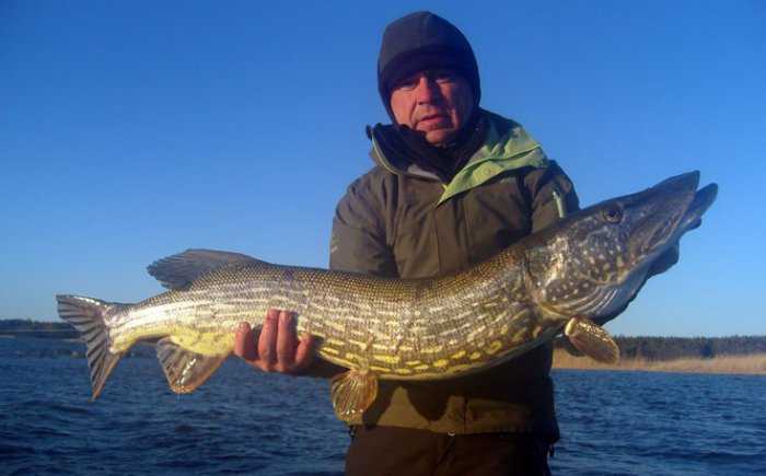 štika 104 cm ulovená 4.5. v Krakonošovu