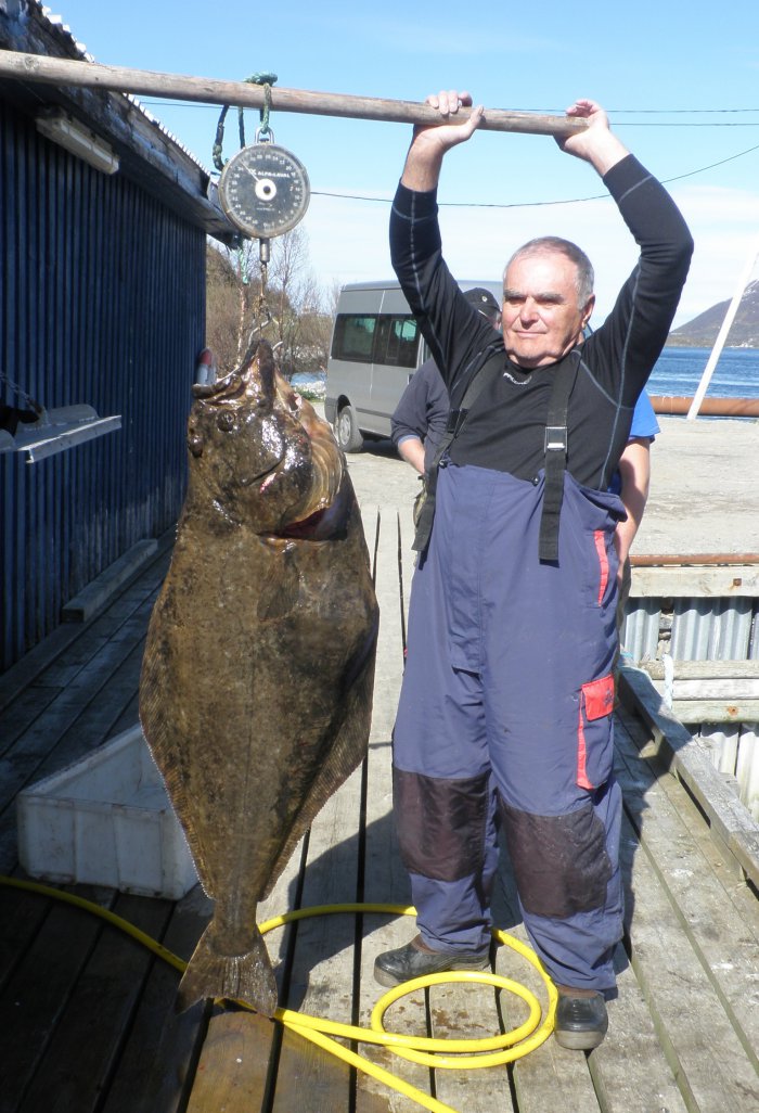 Olatýs obecný - halibut Životní úlovek