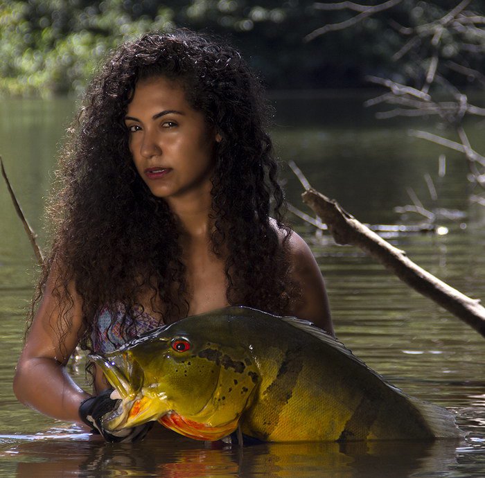 cichlida ocasooká Úlovky z brazilské Amazonie
