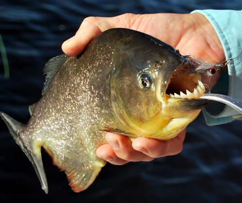 piraňa - palometa Co je ostřejší než zuby žraloka? Zuby piraně.