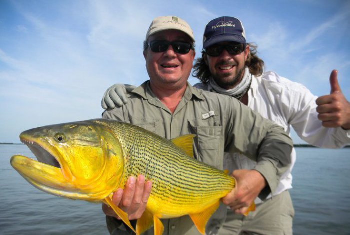 kujaba - dorado (Salminus) Dorado je zlatá ryba