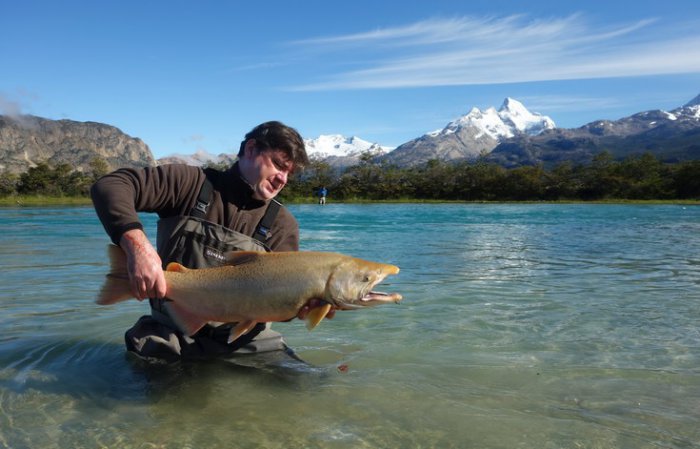 losos čavyča - king salmon Návrat na svobodu