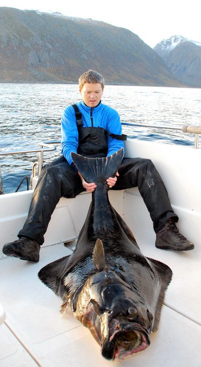 platýs obecný - halibut 157 cm placaté radosti