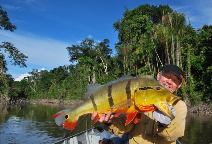 cichlida ocasooká - tucunaré 6,5 kg, 72 cm