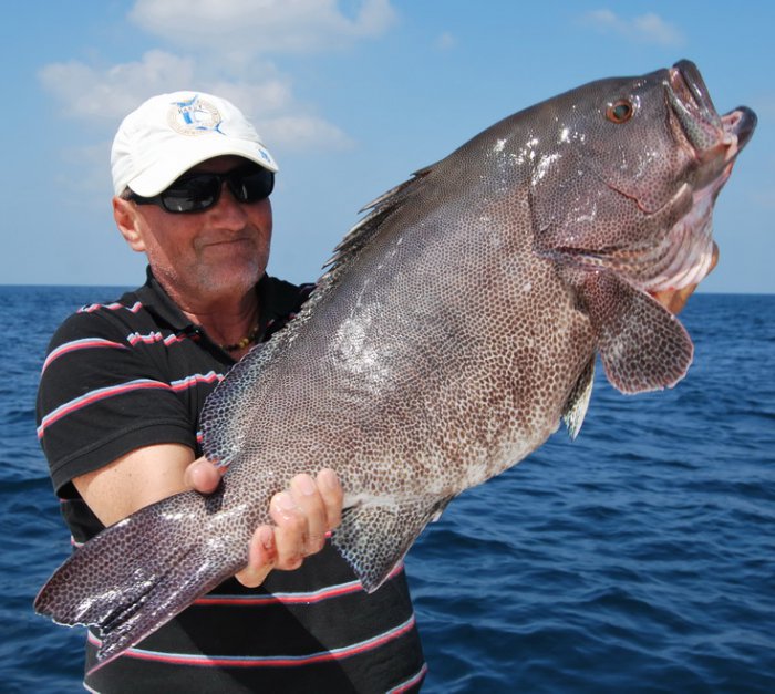 kanic hnedoteckovany - Epinephelus chlorostigma Kanic ulovený na jig