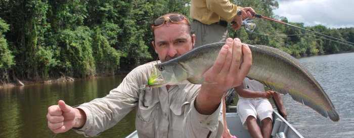 aruana z Amazonie