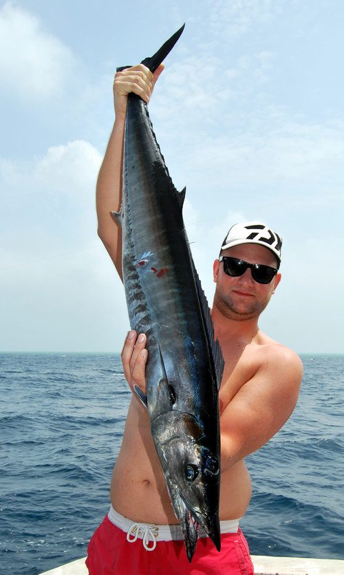 makrela Solandrova - wahoo (Acanthocybium solandri) wahoo ulovené na trolling