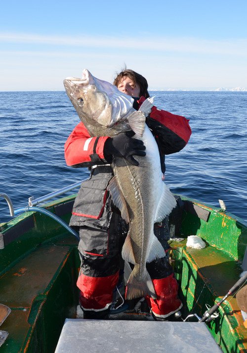 treska obecná - skrei Treska obecná - skrei