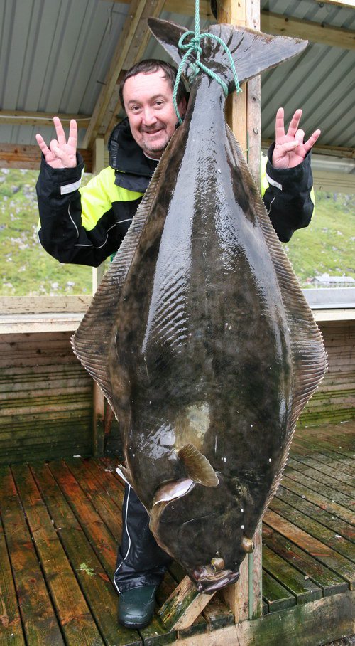 platýs obecný - halibut 168 cm velké radosti