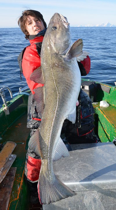 treska obecná - skrei jarní treska - skrei délky 138 cm