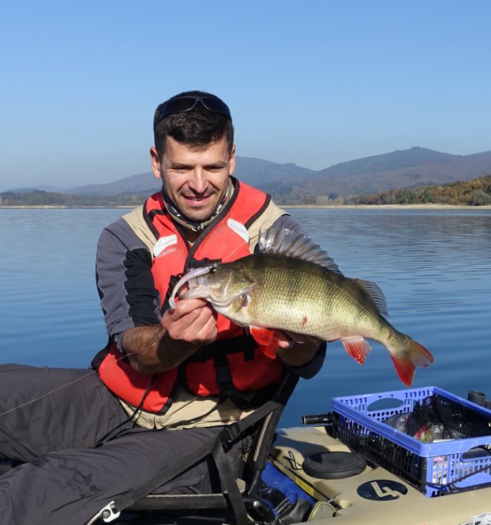 okoun říční Podzimní okoun délky 47 cm z Baskicka