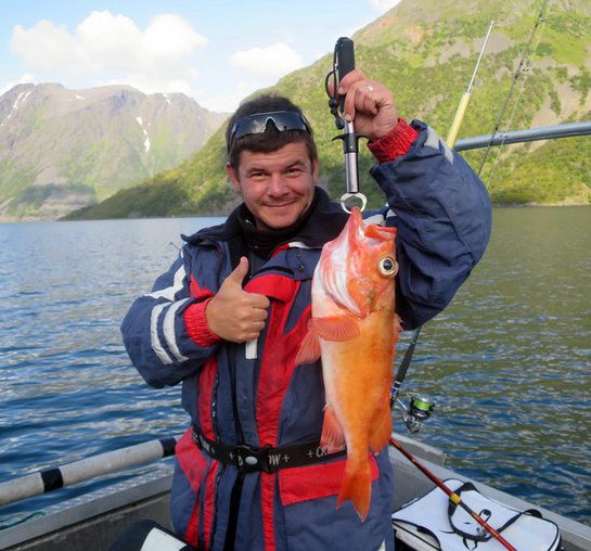 okouník mořský okouník od severního pobřeží poloostrova Loppa