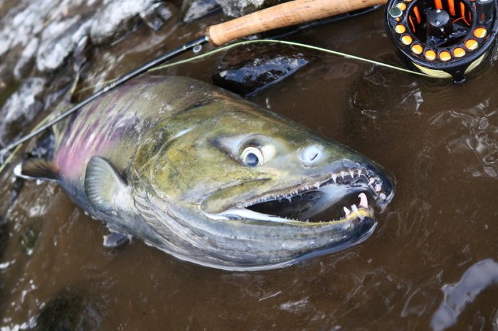 losos keta - chum salmon psí zuby lososa keta