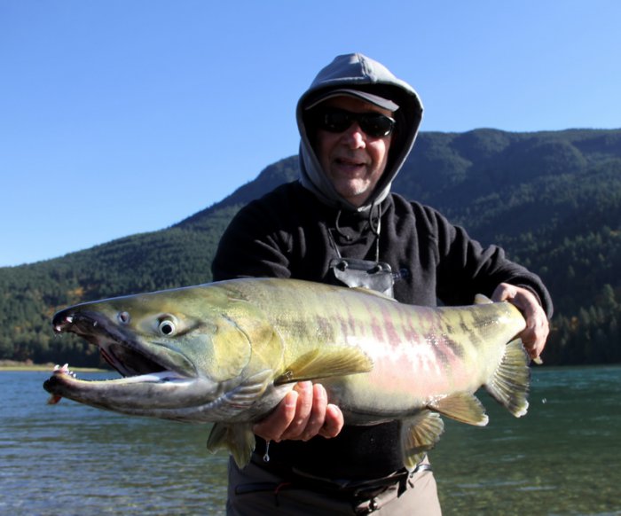 losos keta - chum salmon Podzimní radost