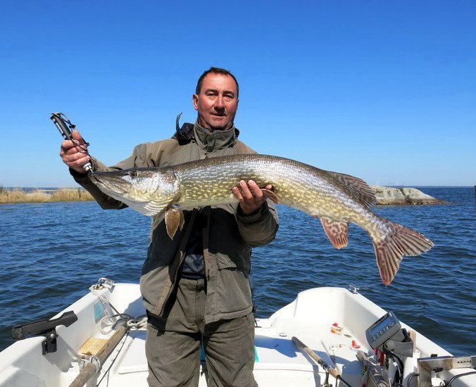 štika obecná štika 120 cm z jezera Vänern