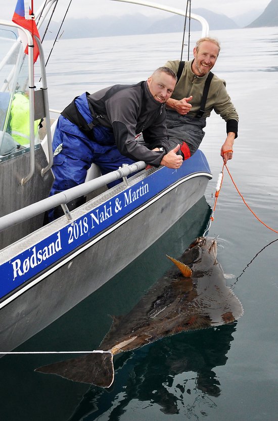 platýs obecný - halibut Foto před propuštěním na svobodu
