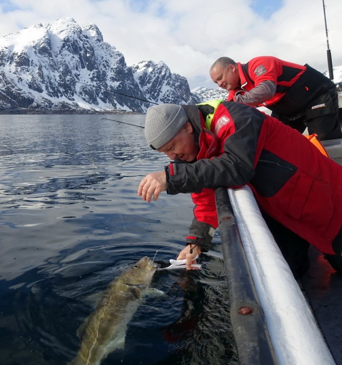 treska obecná - skrei duben na Lofotech - čas skrei