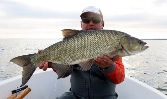 bolen dravý jarní bolen 77 cm z jezera Vänern