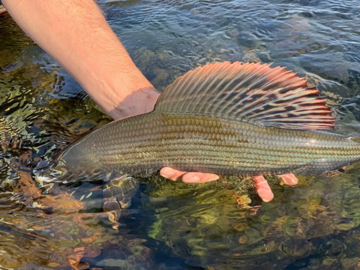 lipan podhorní Barvy rybářova Laponska