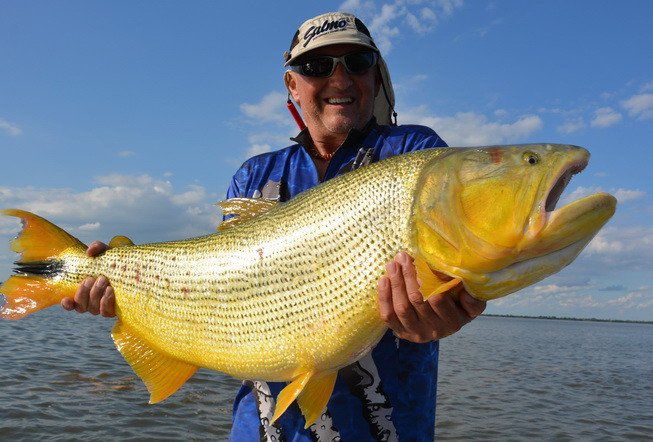 dorado - kujaba Zlatý kapr po Argentinsku