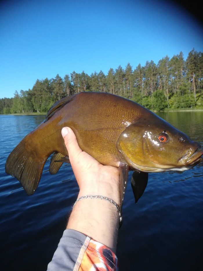 Lín 53cm Překvapení na Montánu