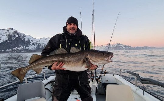 treska obecná - skrei Skrei - jarní tresky jsou ve Vestfjordu!