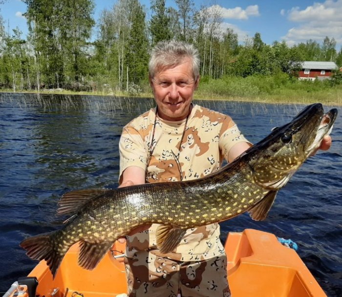 Štika obecná (Esox lucius) Jarní krasavice z mělčiny